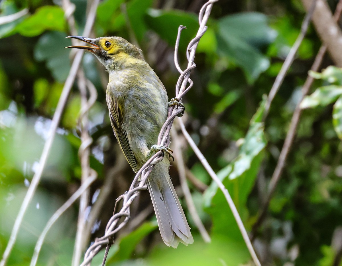 Kadavu Honeyeater - ML613737045