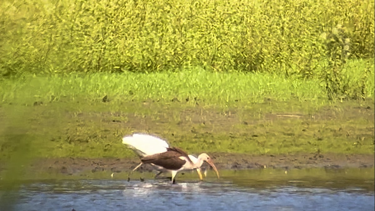 White Ibis - ML613737058
