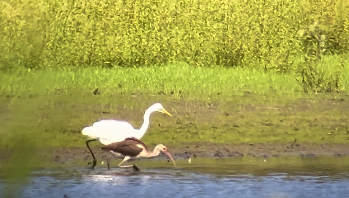 White Ibis - ML613737059