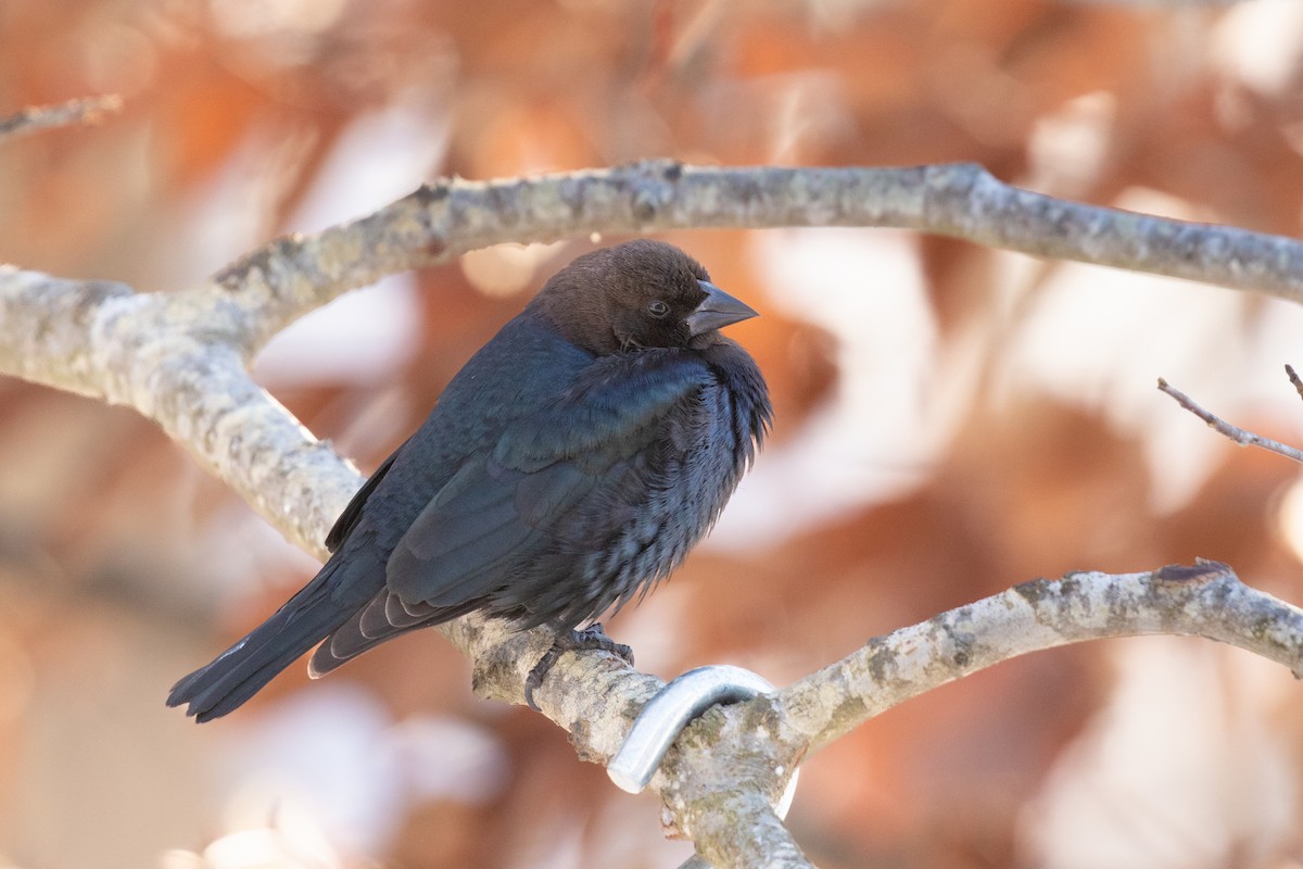 Brown-headed Cowbird - Kathy Malone