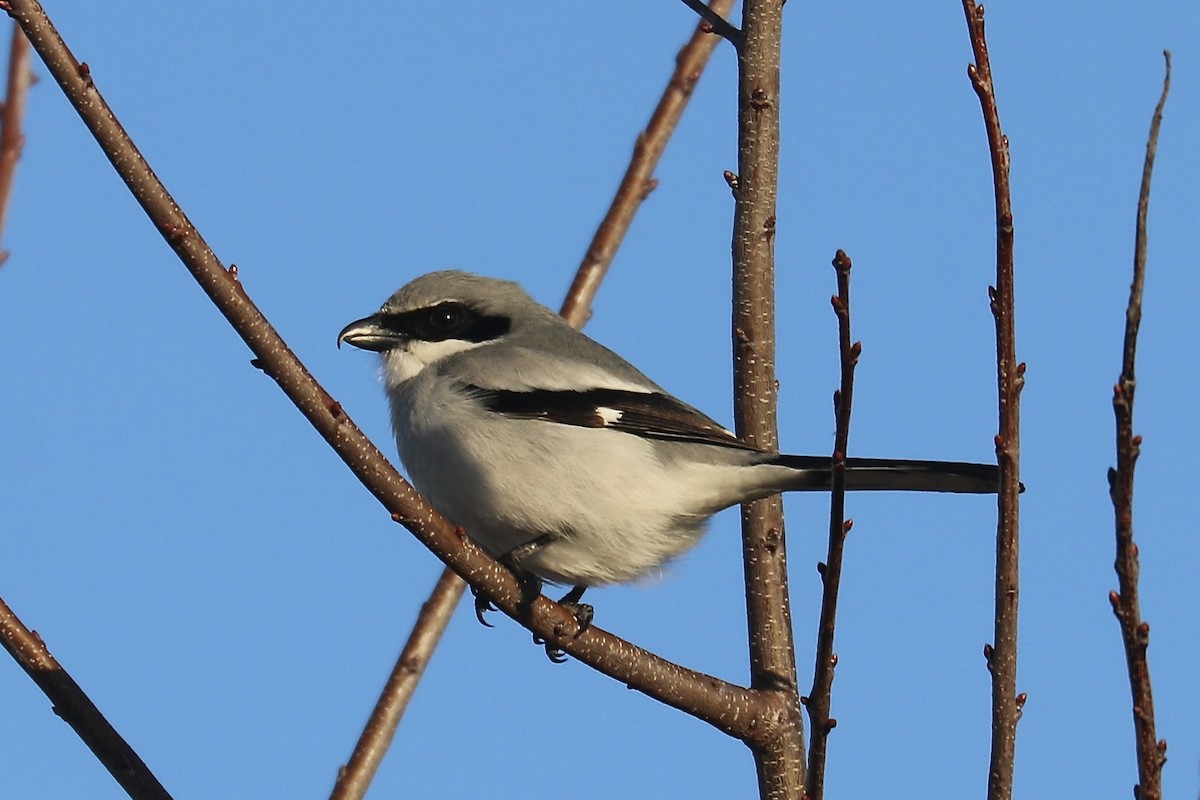 Alcaudón Americano - ML613737241