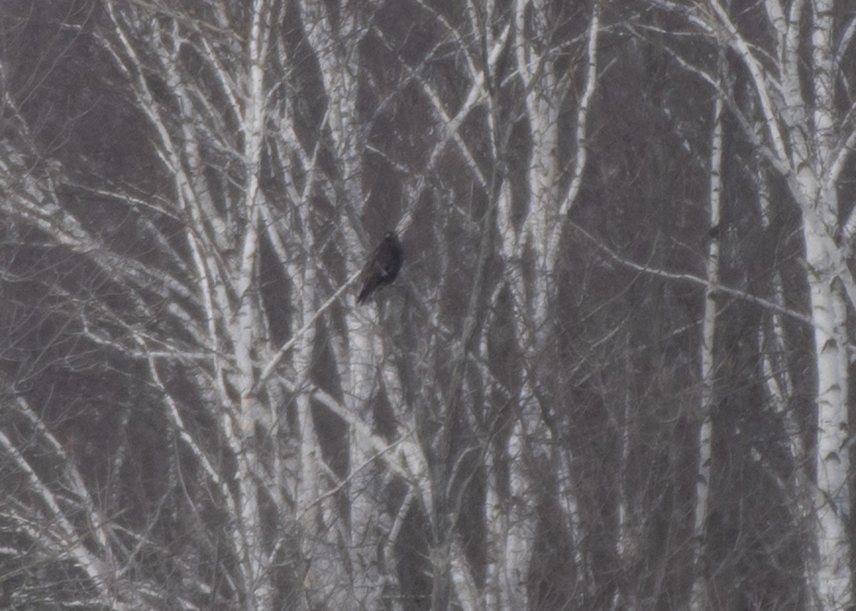 Rough-legged Hawk - ML613737245