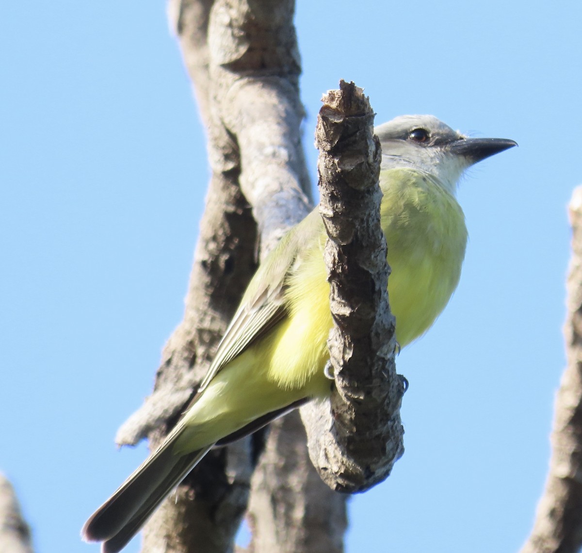 Tropical/Couch's Kingbird - Joanne Does