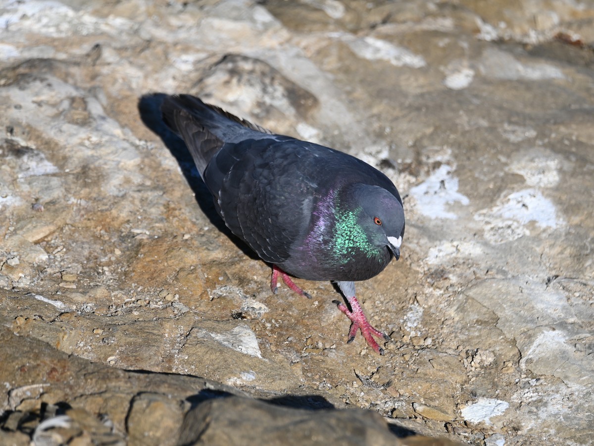 Rock Pigeon (Feral Pigeon) - Caitlin Morrow