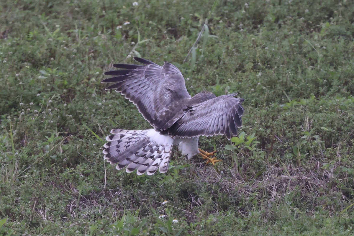 Northern Harrier - ML613737322