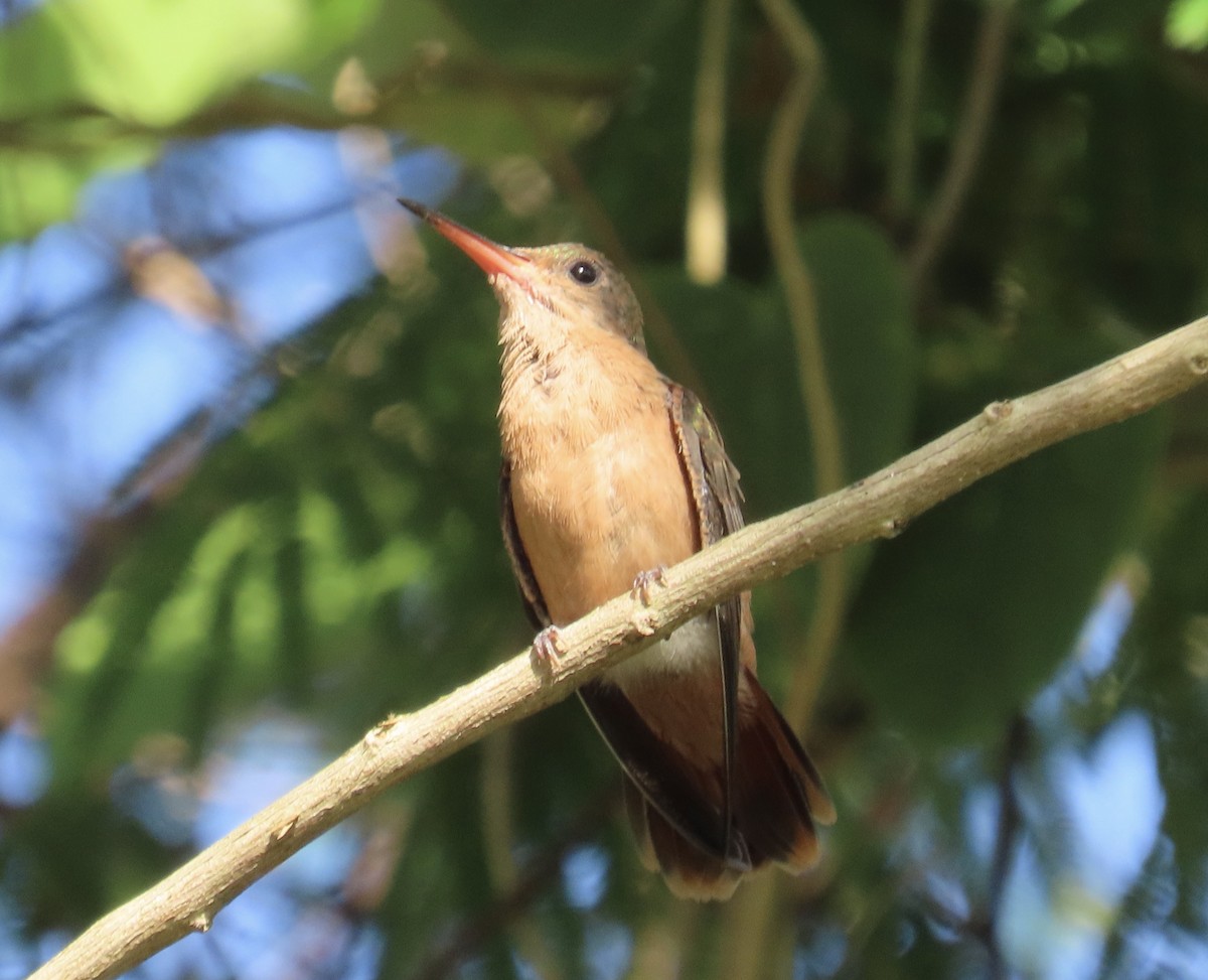 kolibřík ryšavý - ML613737339
