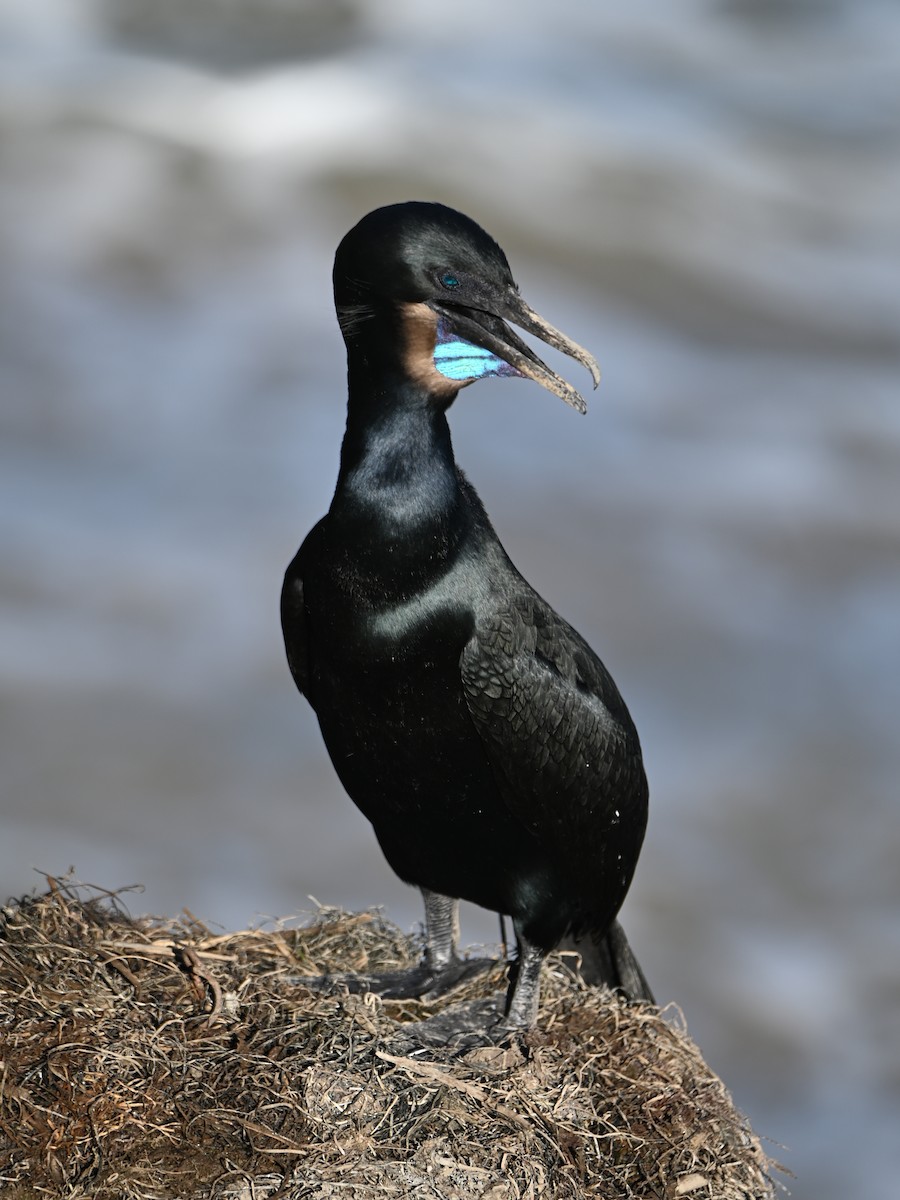 Brandt's Cormorant - ML613737363