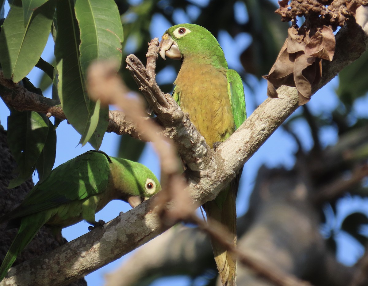 Olive-throated Parakeet - Joanne Does