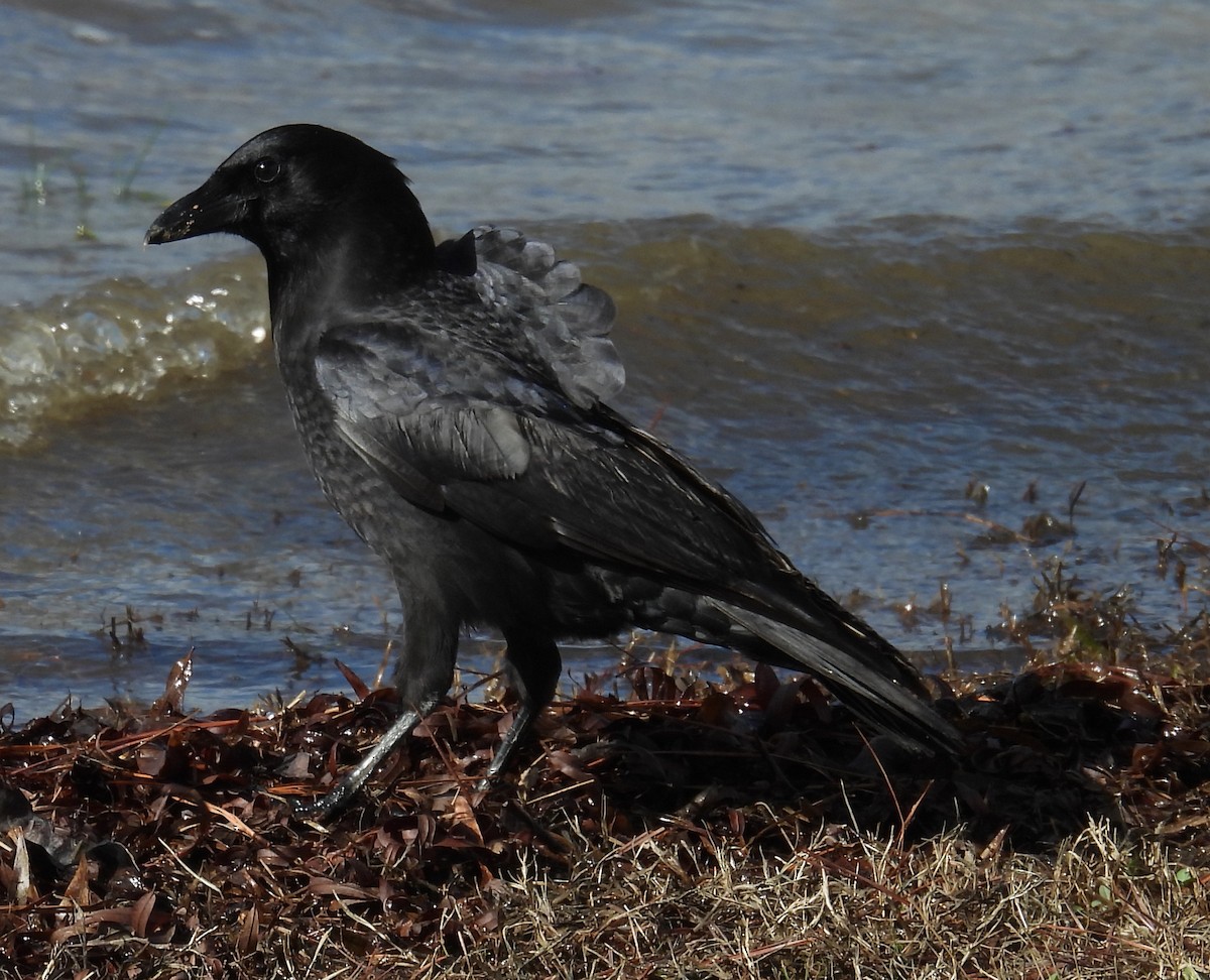 American Crow - ML613737387