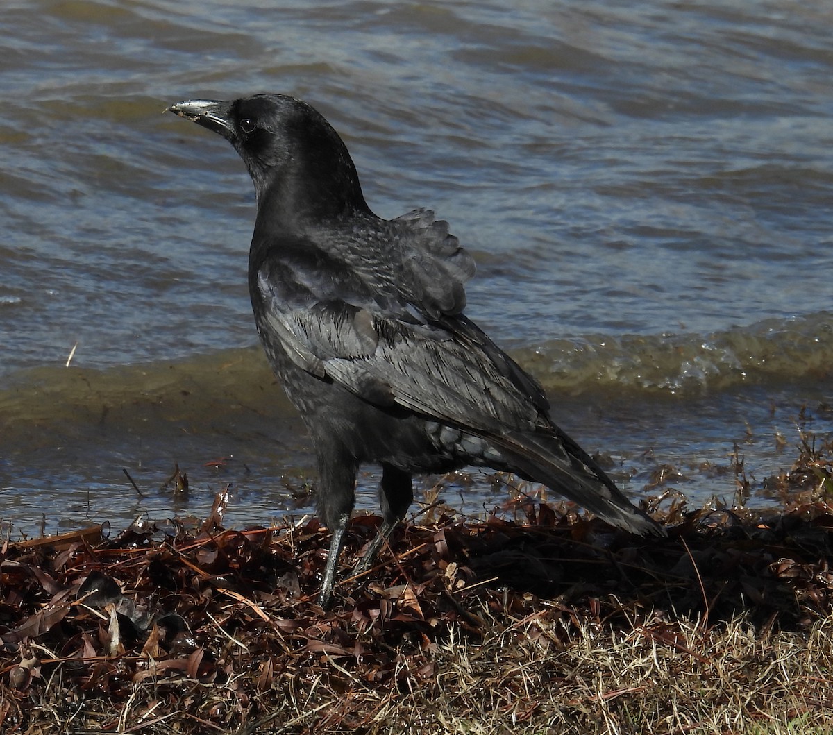 American Crow - ML613737388