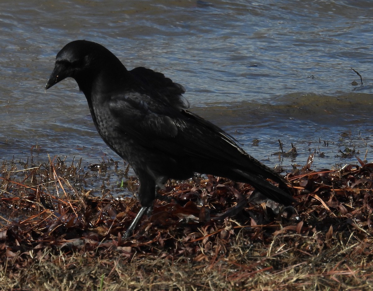 American Crow - ML613737389