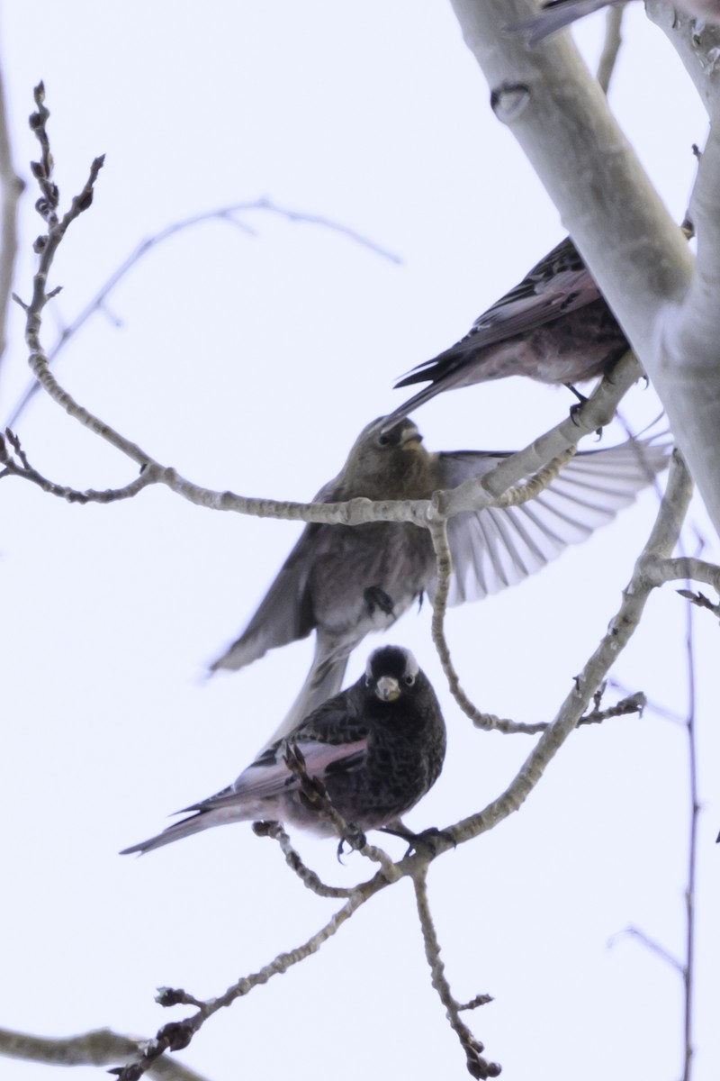 Brown-capped Rosy-Finch - ML613737426