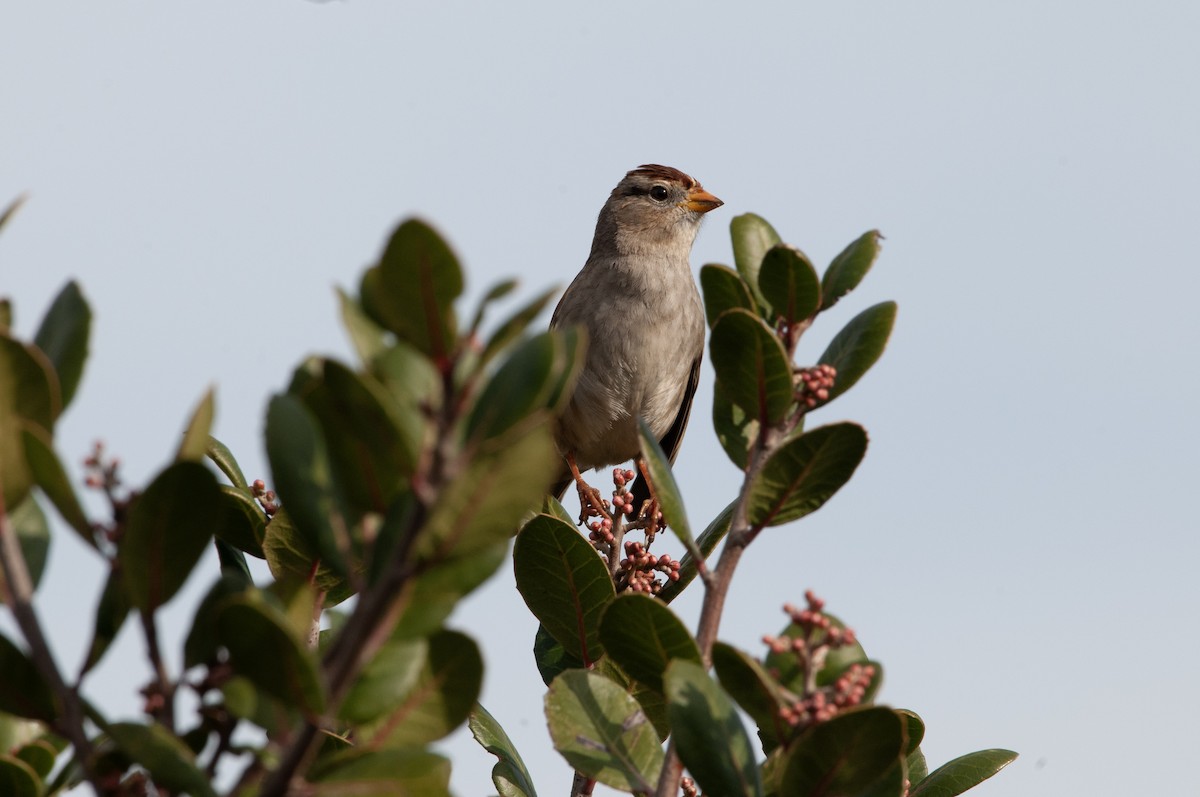 White-crowned Sparrow - Ben Martin Mortimer