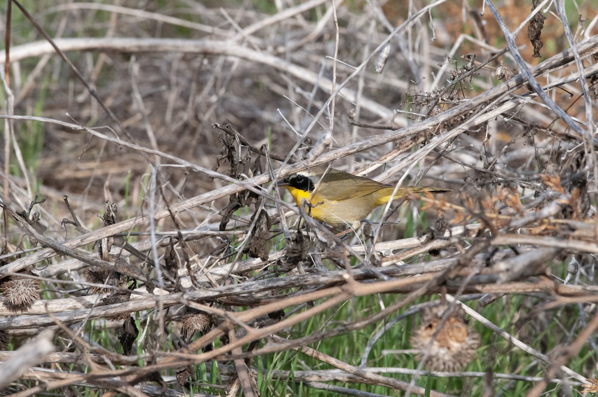 Common Yellowthroat - ML613737528