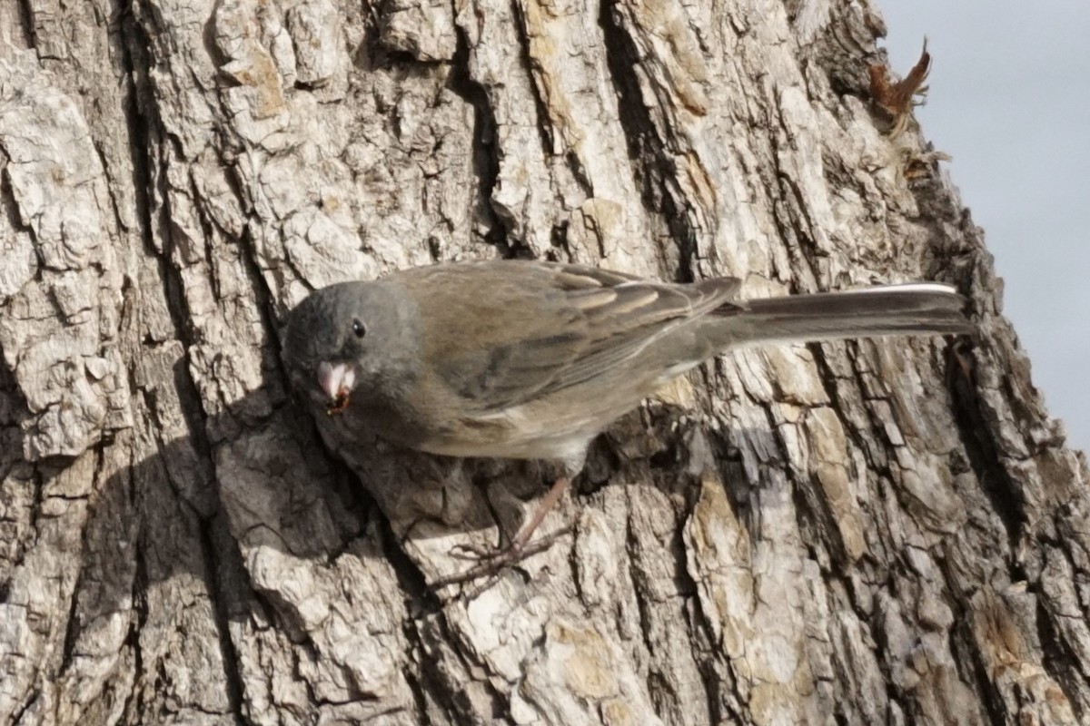 Dark-eyed Junco - ML613737538