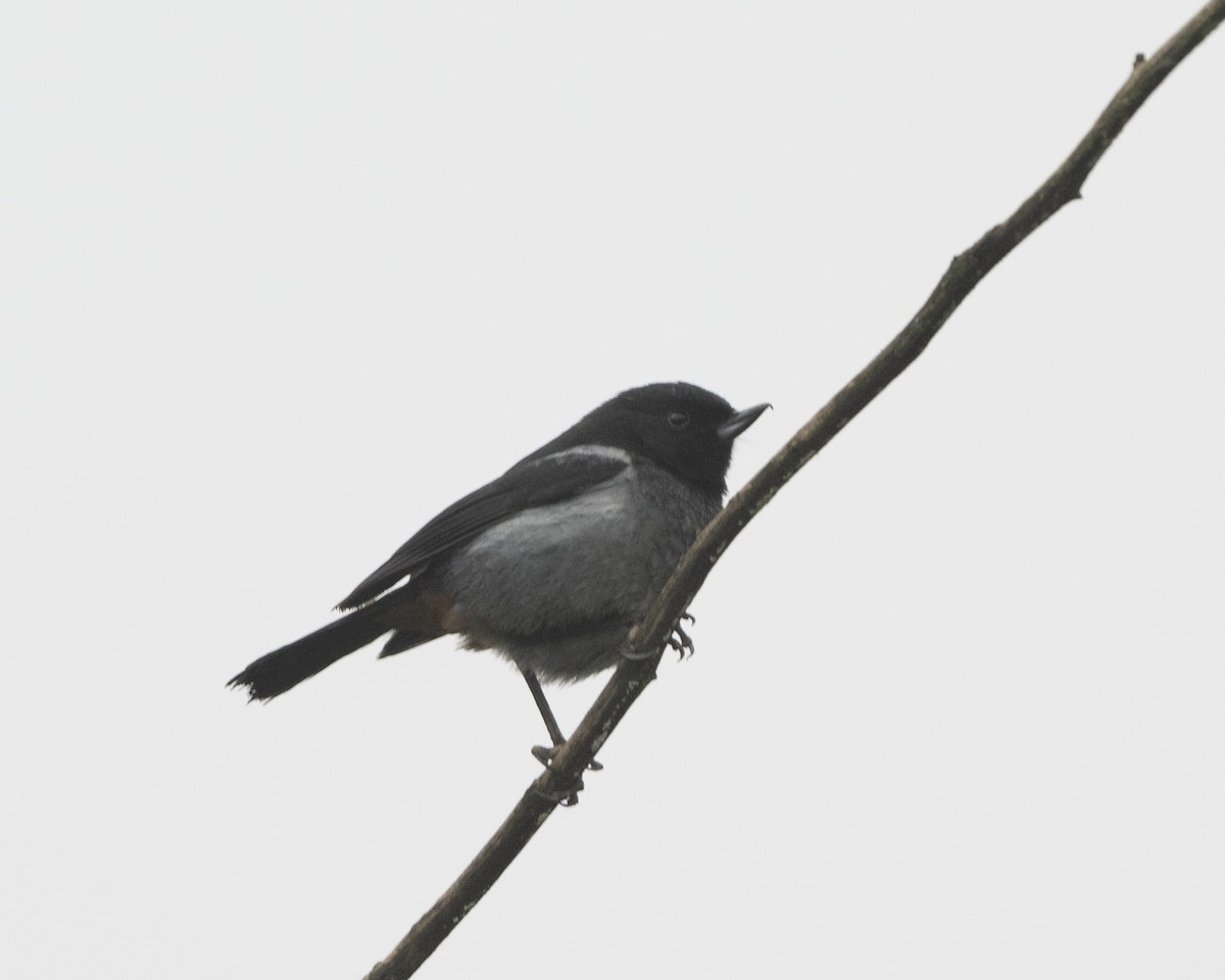 Gray-bellied Flowerpiercer - ML613737573