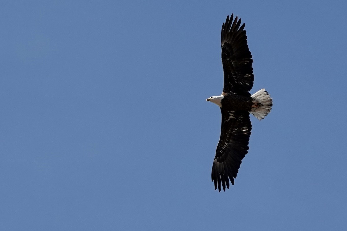 Bald Eagle - ML613737602