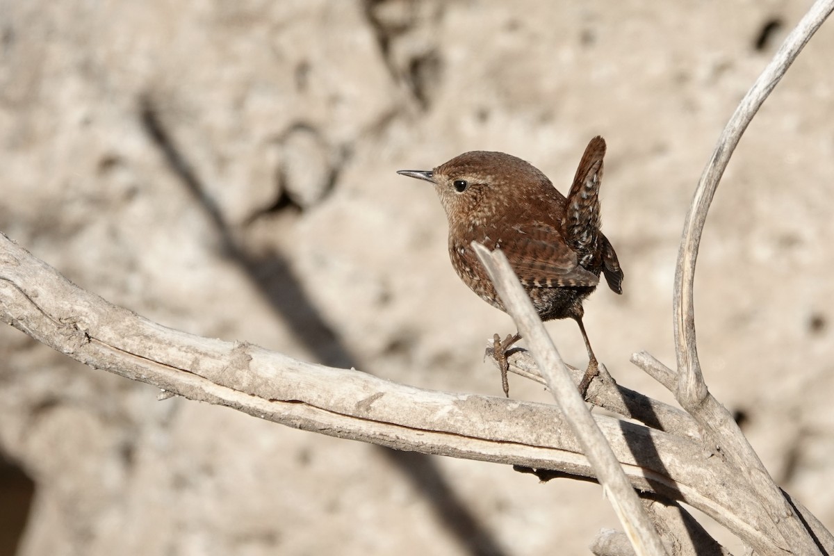 Winter Wren - ML613737636