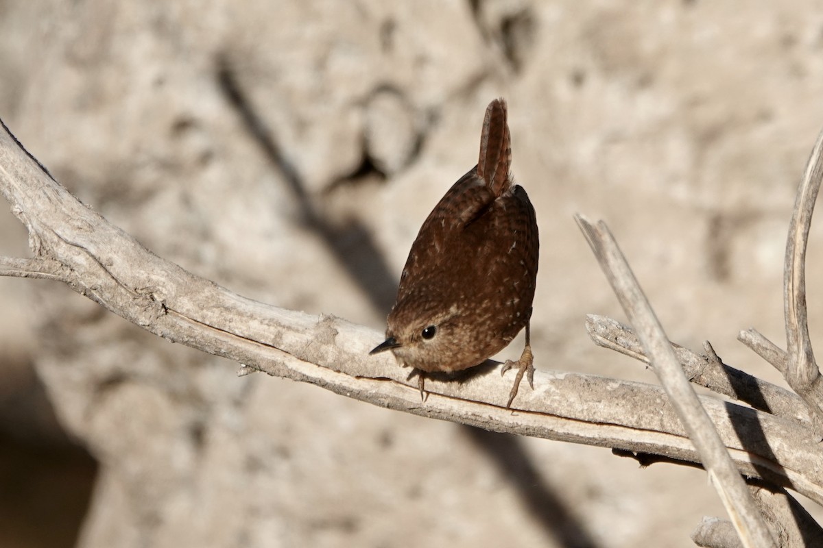 Winter Wren - ML613737641