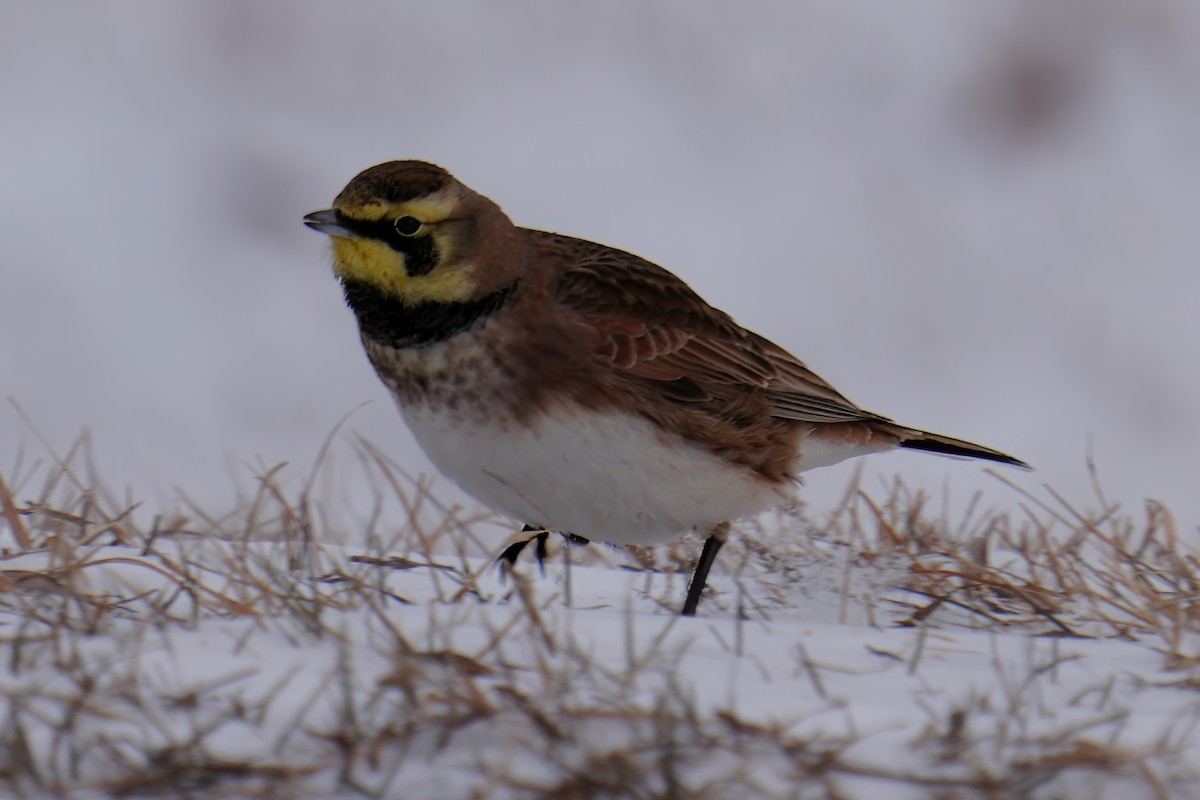 Horned Lark - Paco Luengo