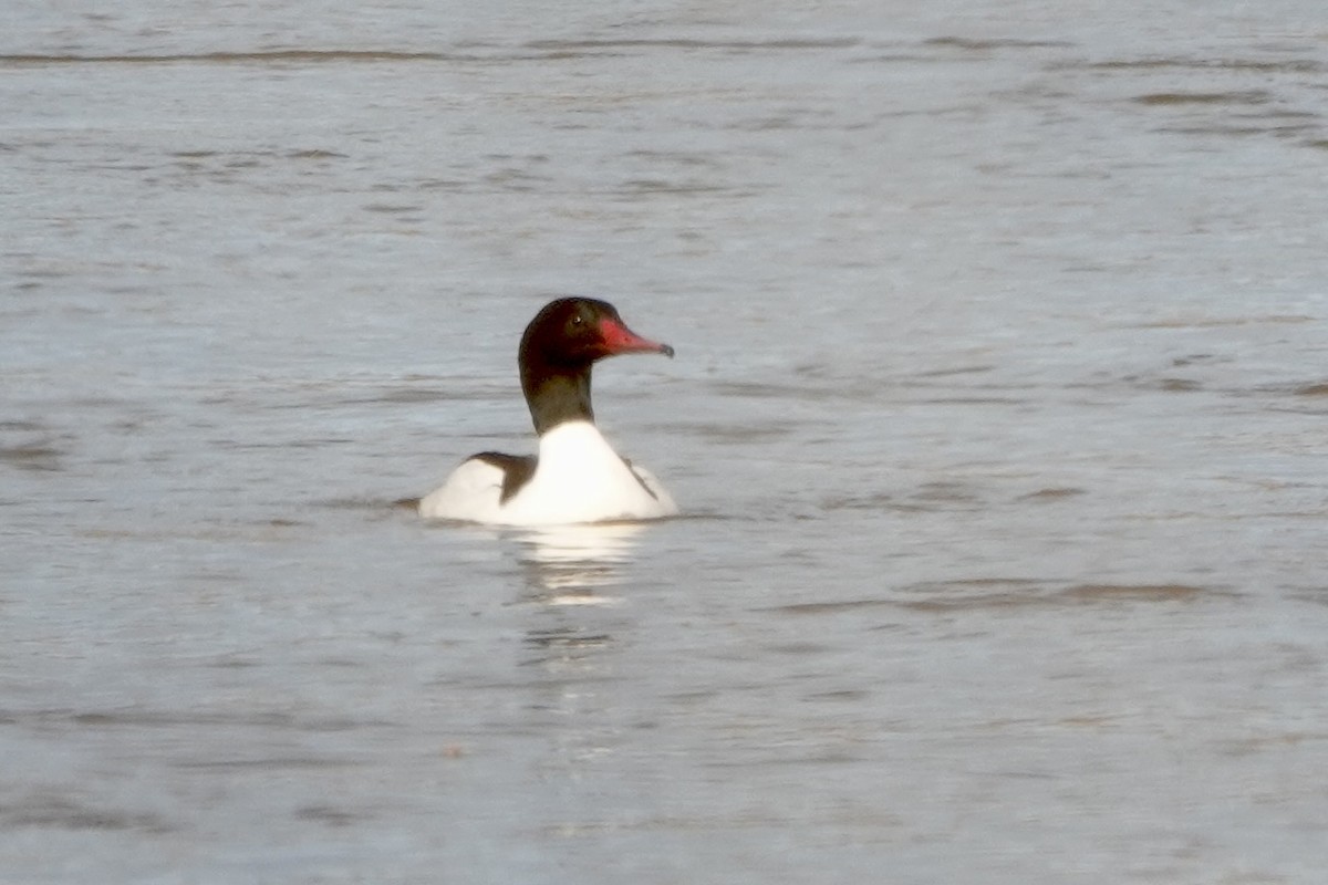 Common Merganser - ML613737646