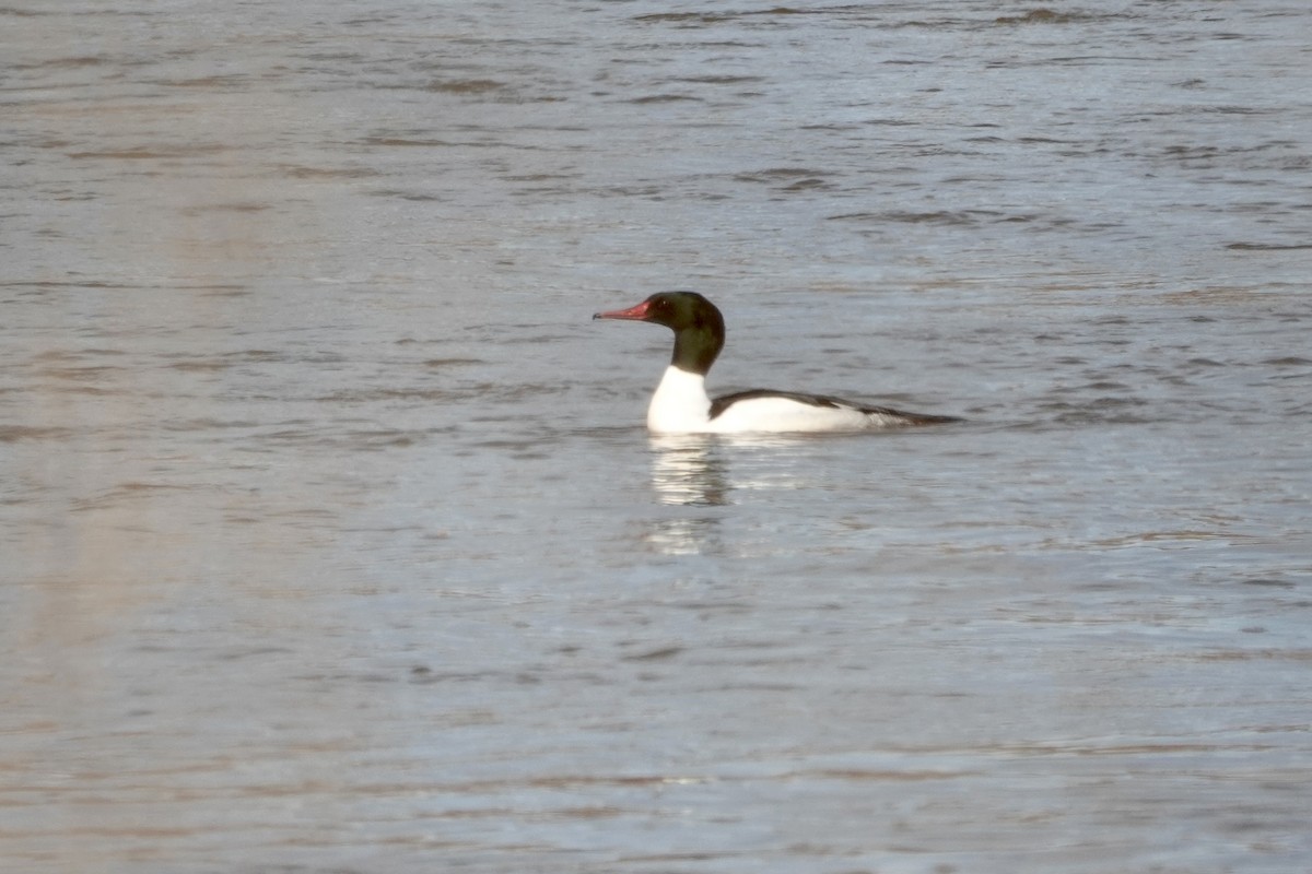 Common Merganser - ML613737651