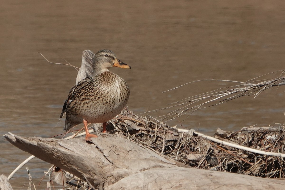 Mallard - ML613737654