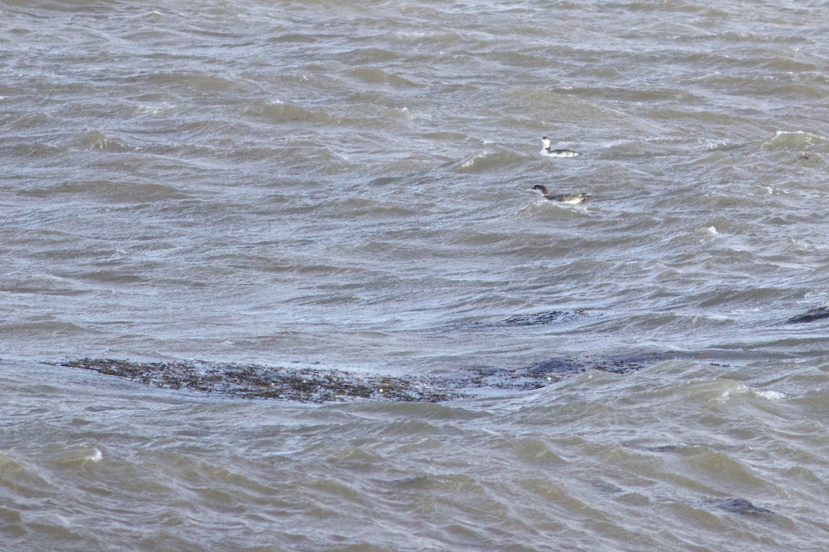 Common Loon - George Forsyth