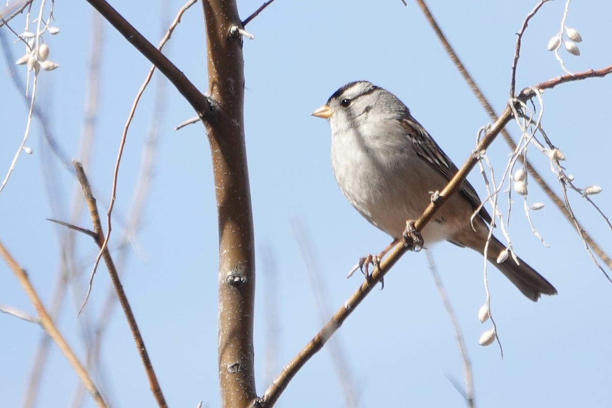 Bruant à couronne blanche - ML613737660