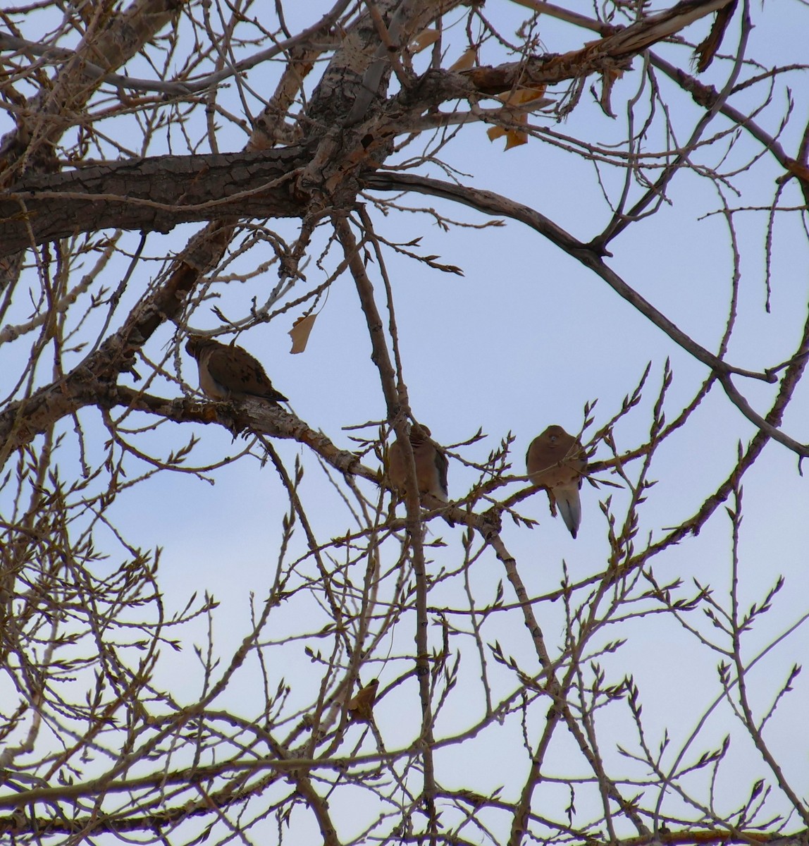 Mourning Dove - ML613737689