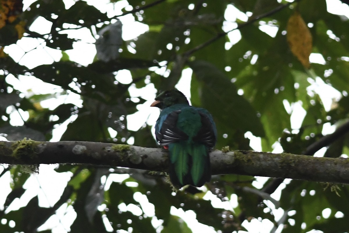 Golden-headed Quetzal - ML613737737