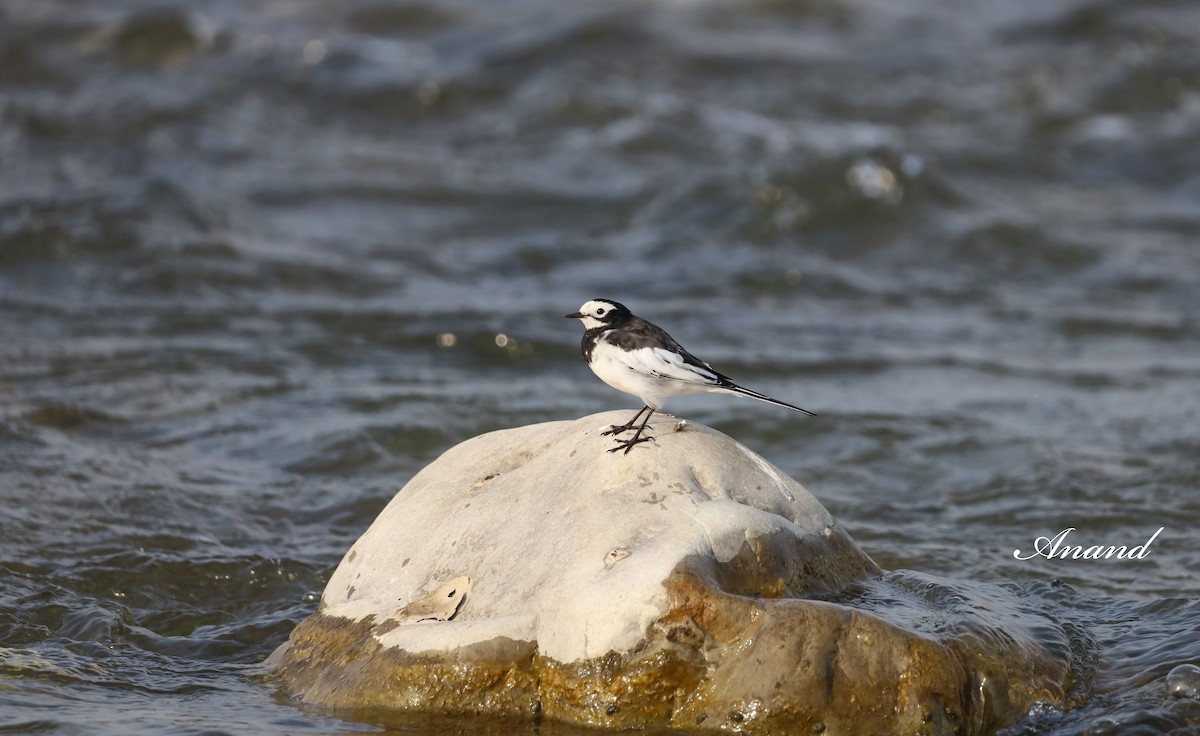 White Wagtail - ML613737738