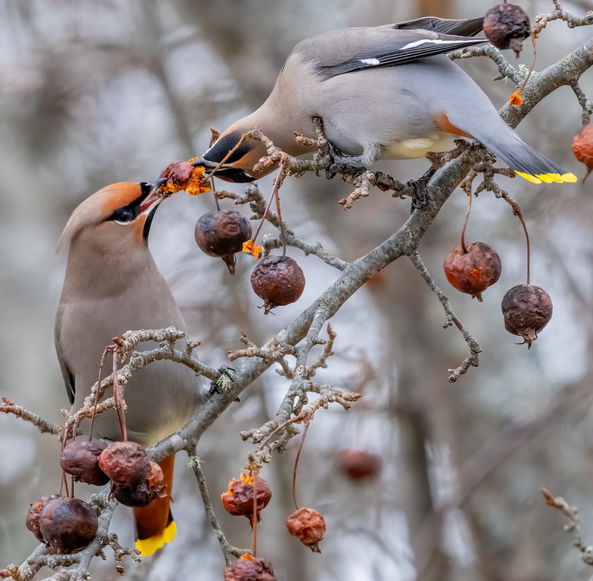 Bohemian Waxwing - ML613737750