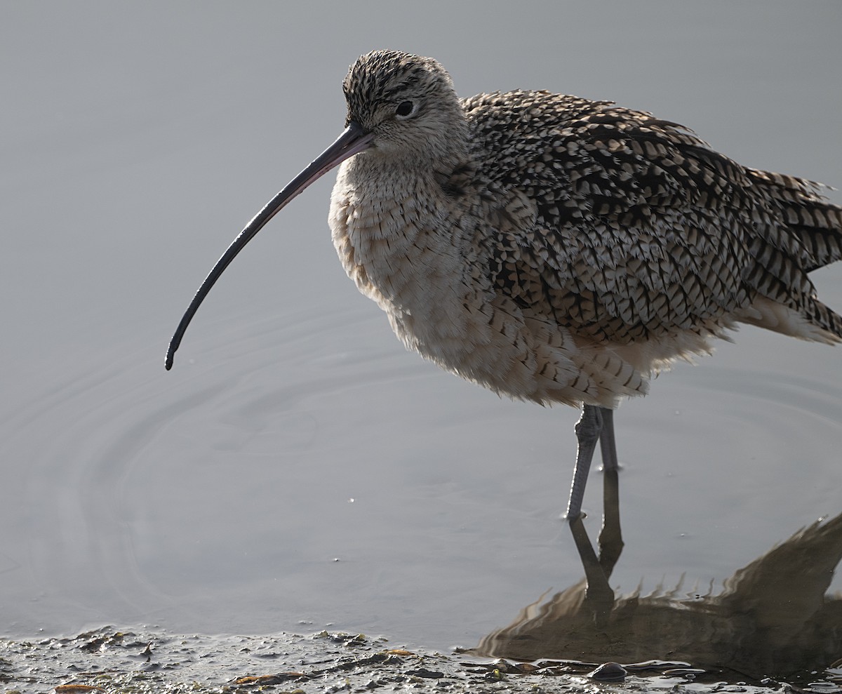 Long-billed Curlew - ML613737756