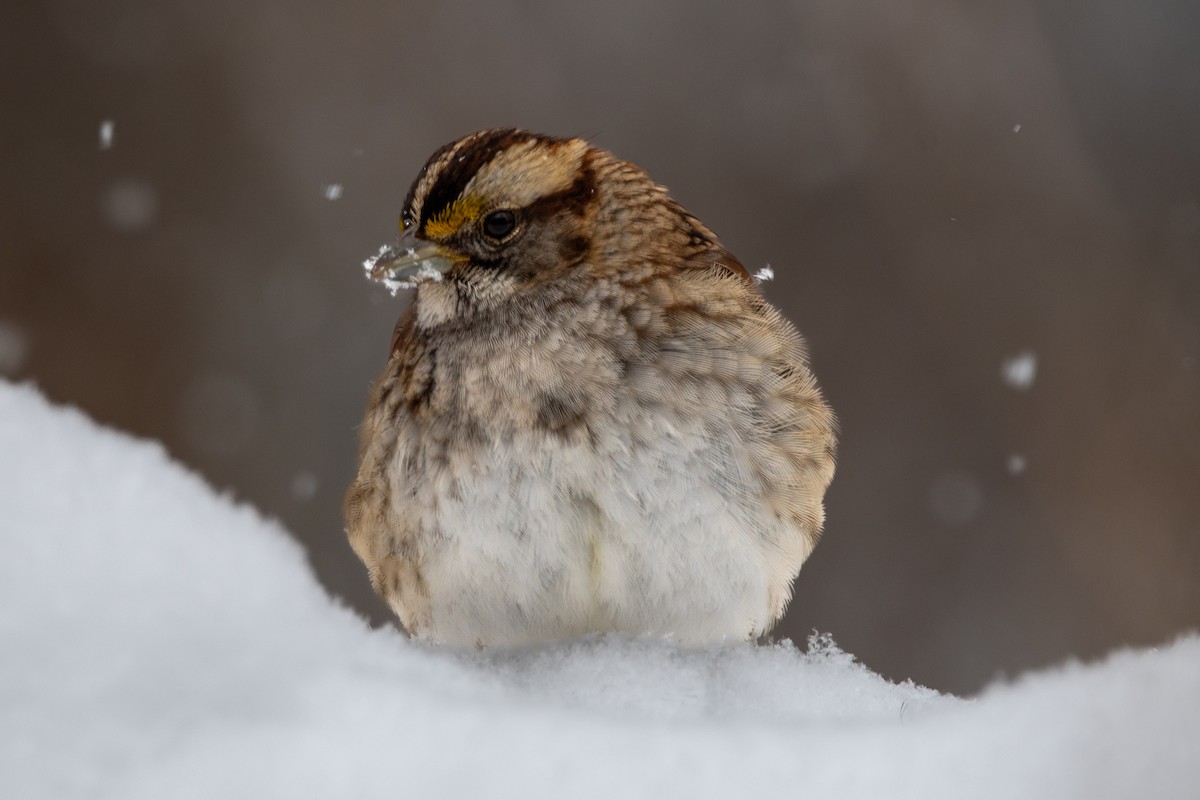 White-throated Sparrow - ML613737766