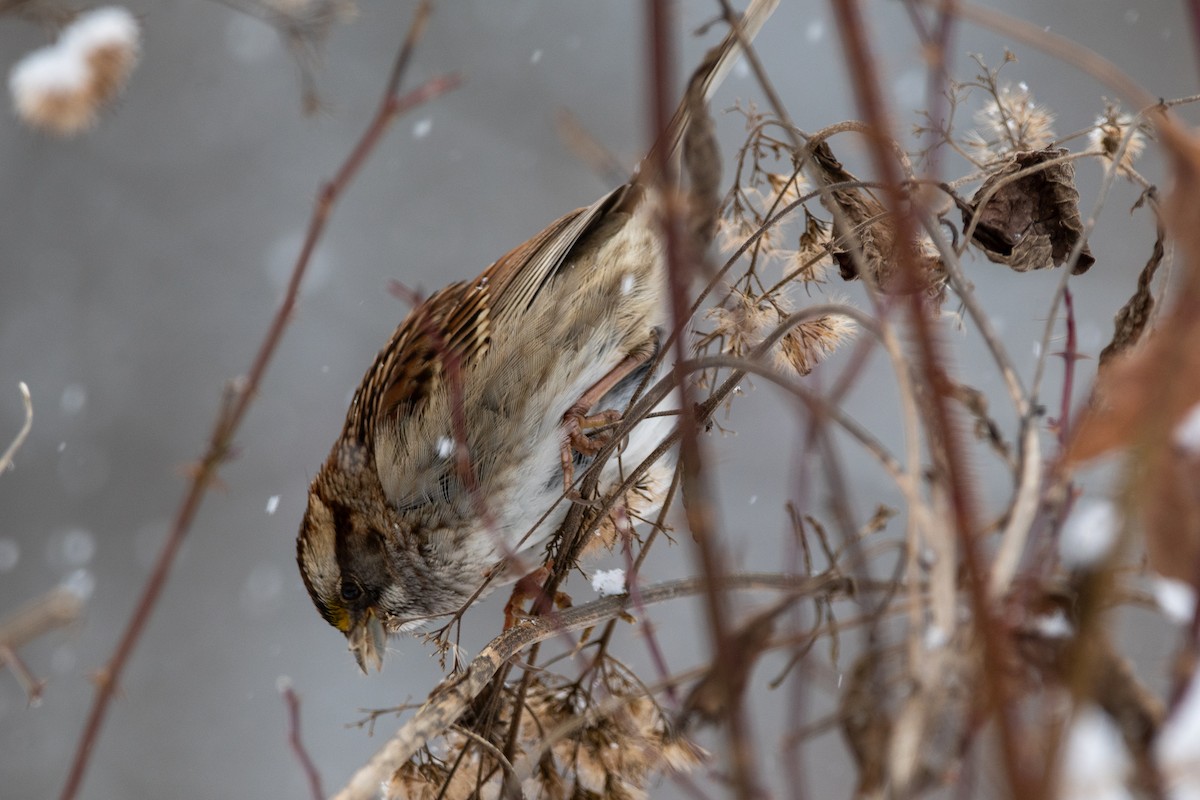 White-throated Sparrow - ML613737767