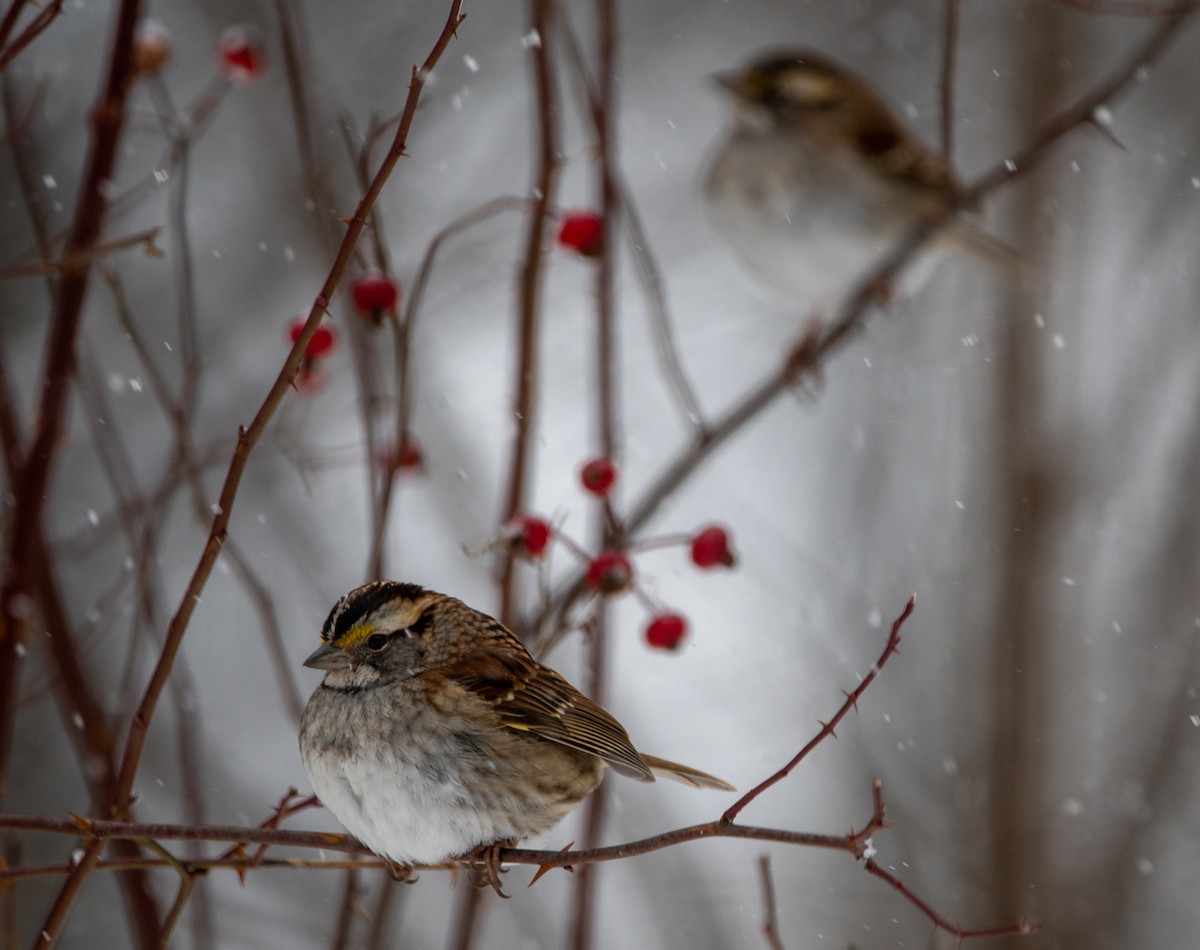 White-throated Sparrow - ML613737768