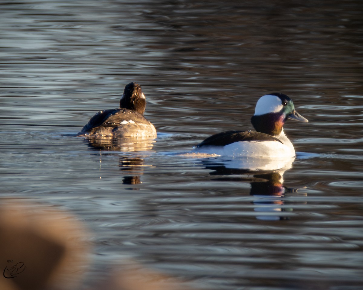 Bufflehead - Stephen Lawrence