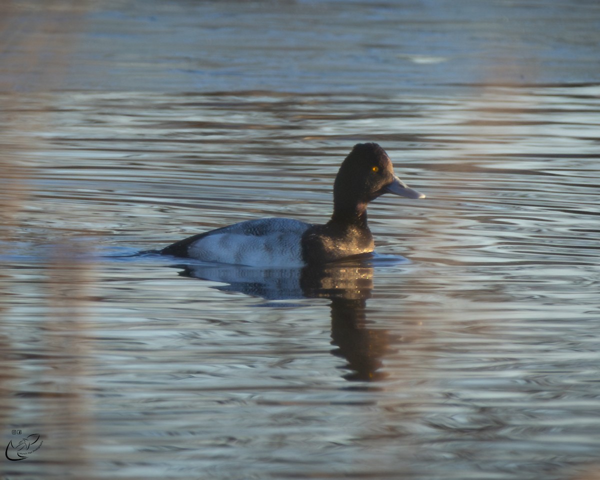 Lesser Scaup - Stephen Lawrence