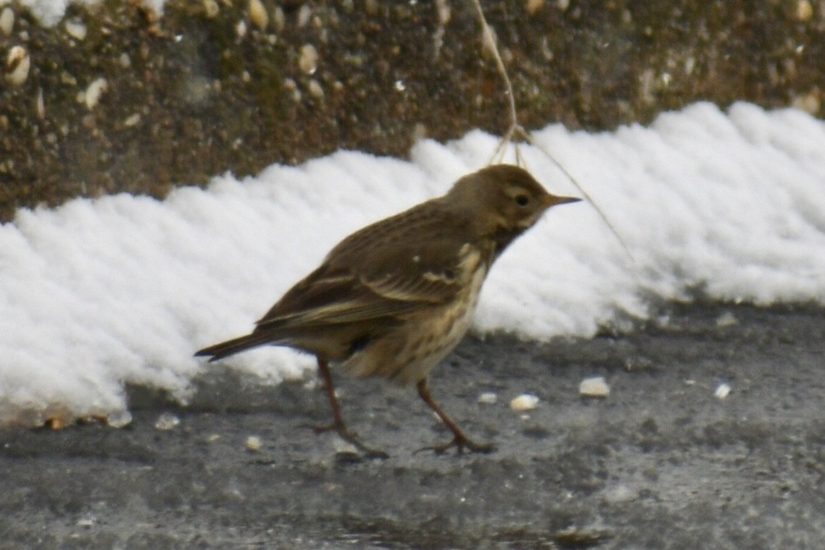 Pipit d'Amérique - ML613737834