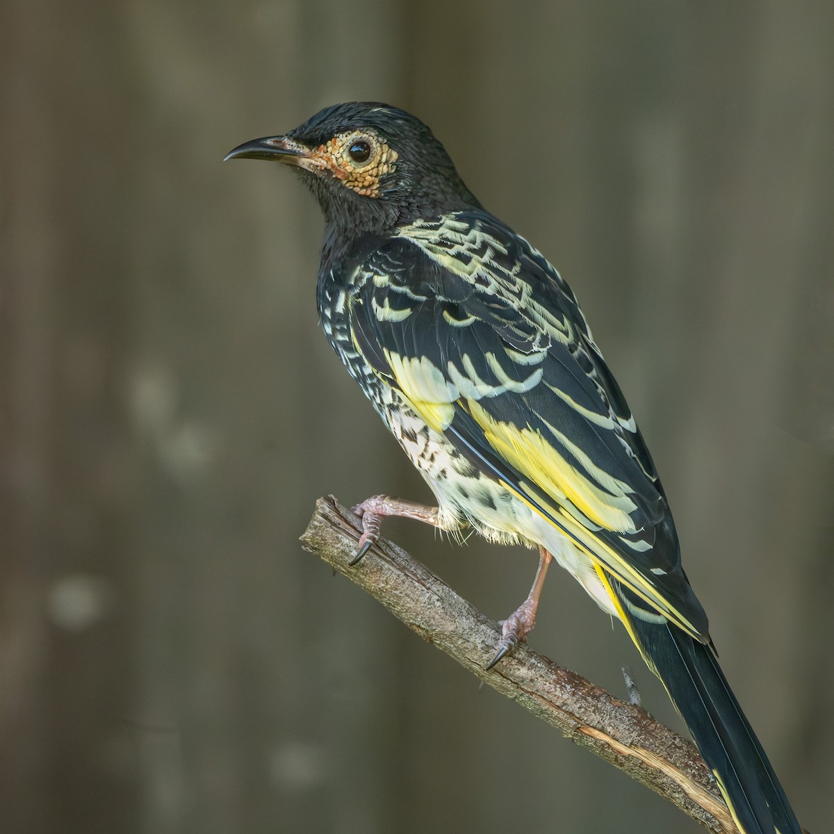 Regent Honeyeater - Veeraj Sharma