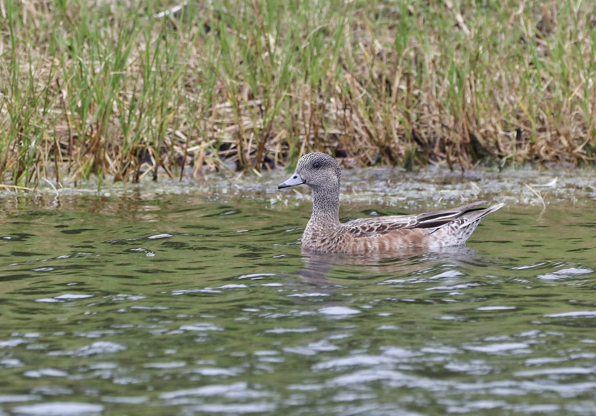 Canard d'Amérique - ML613737844