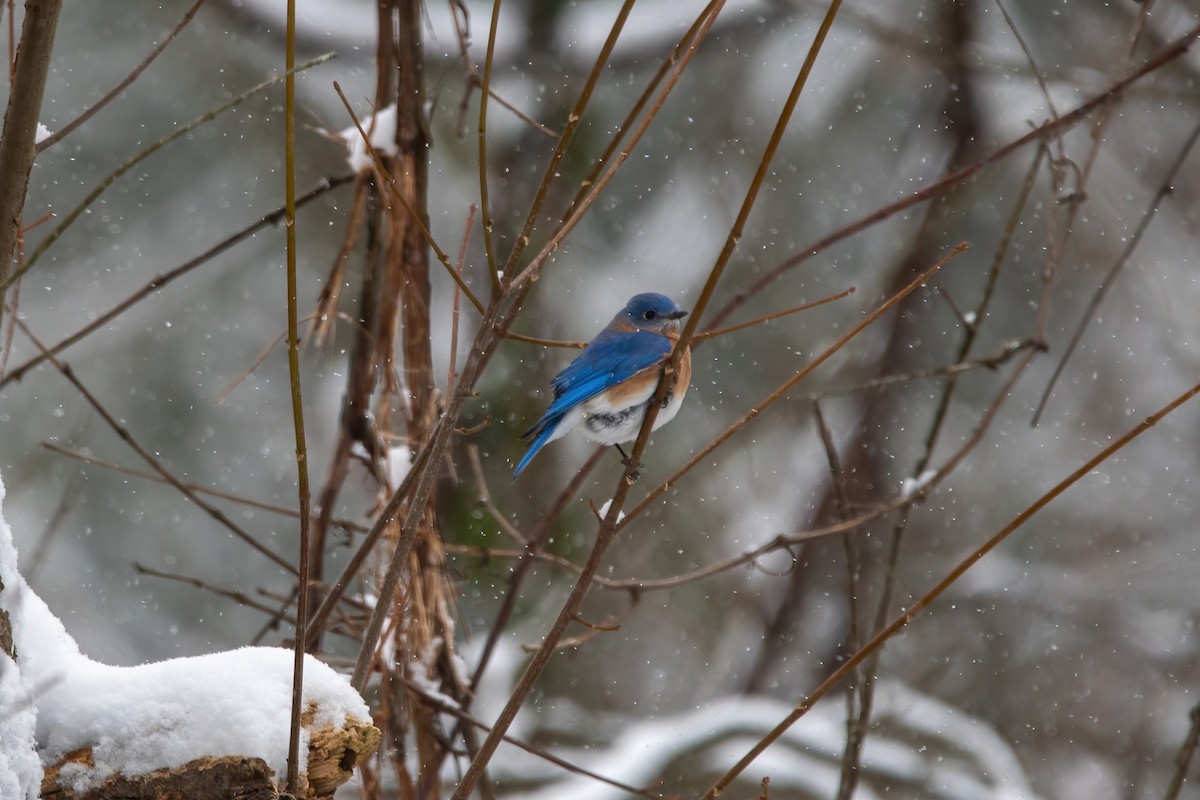 Eastern Bluebird - ML613737875