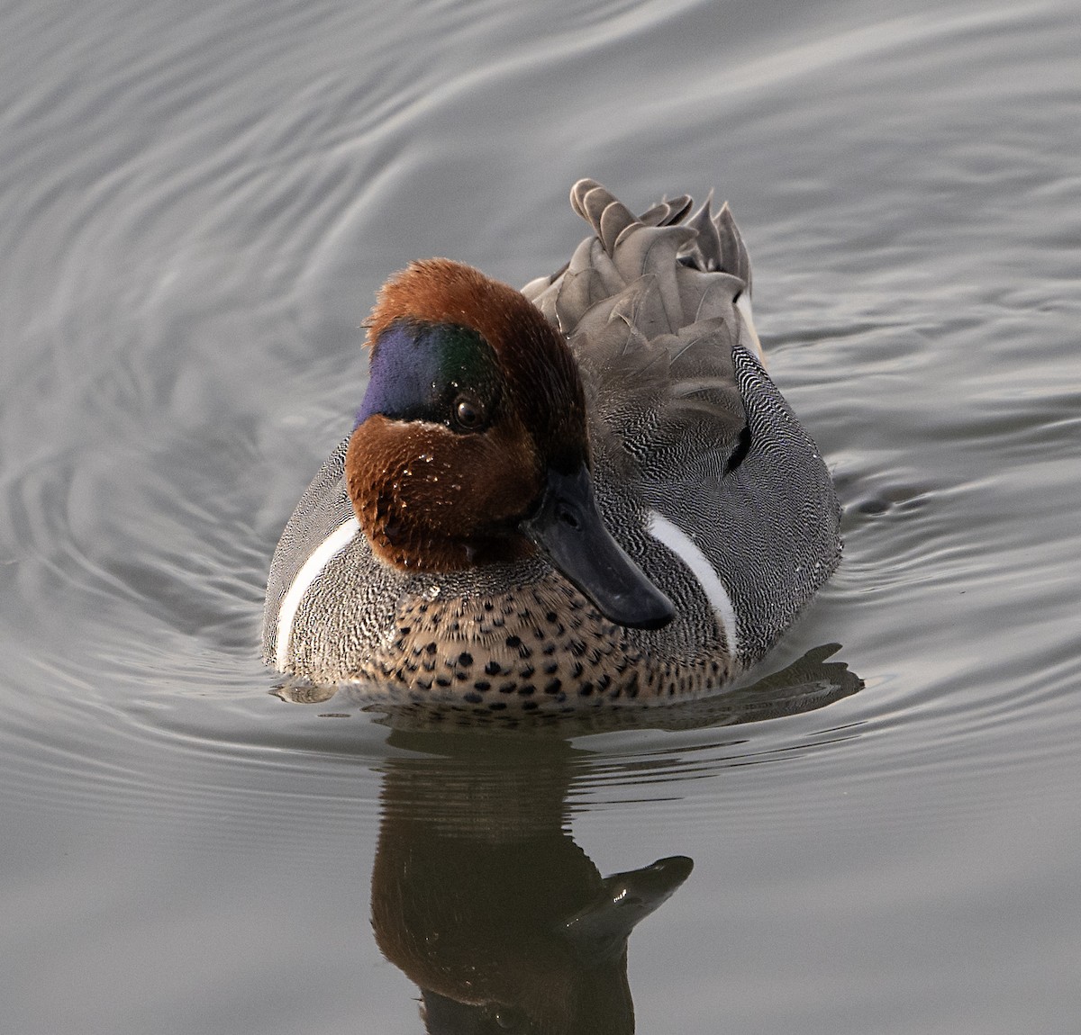 Green-winged Teal - ML613737932