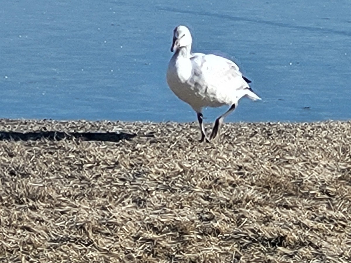 Ross's Goose - ML613737934