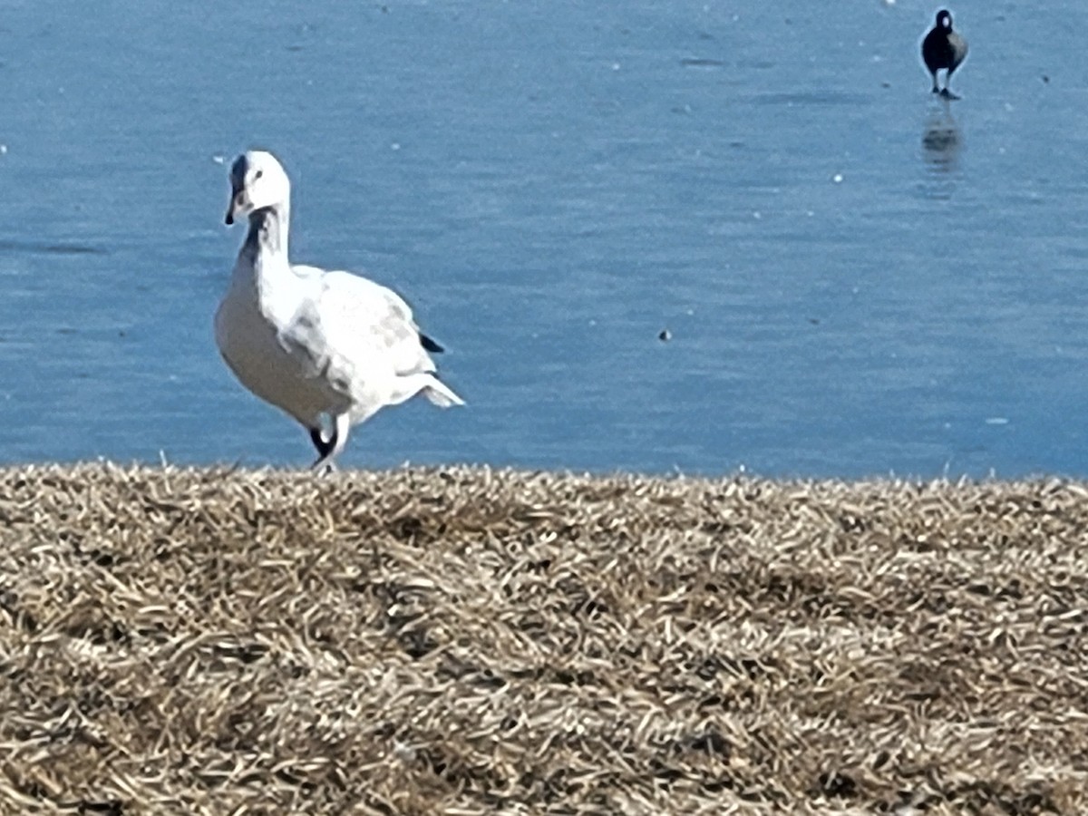 Ross's Goose - ML613737935