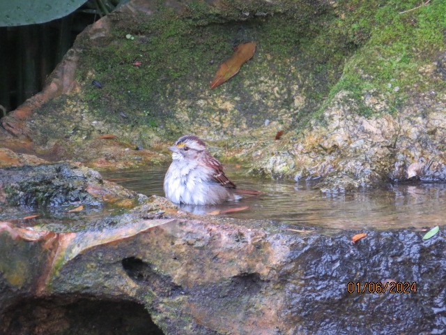 White-throated Sparrow - ML613737950