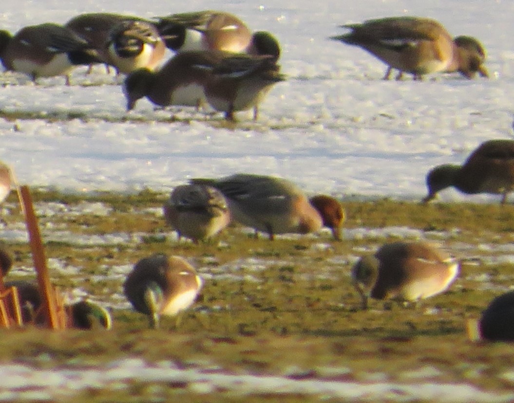 Eurasian Wigeon - ML613737976