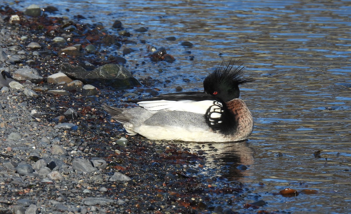 Red-breasted Merganser - Guylaine McGuire