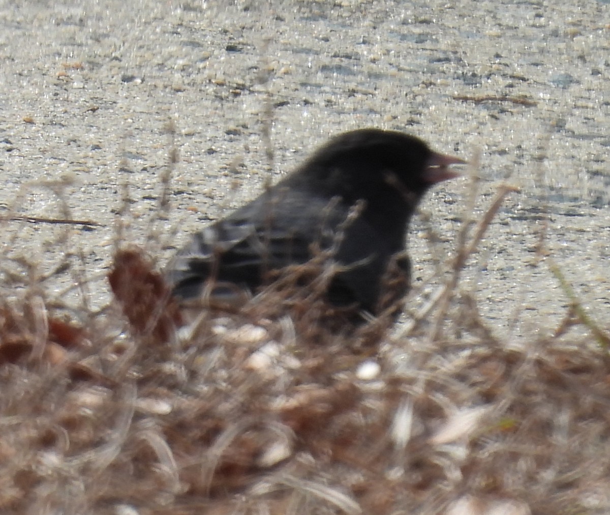 Dark-eyed Junco (Slate-colored) - ML613738041